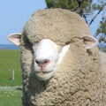 2016 Feature Breed 2016 Feature Breed - Corriedale